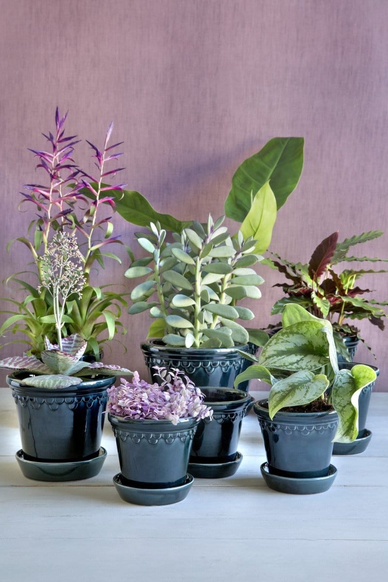 Københavner 'Glazed by Bergs', petroleumsblå - Blomsterverden